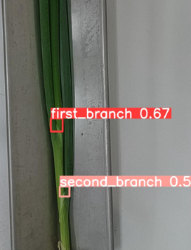 DNNベースの小ねぎ分岐部検出